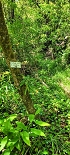Plants: image 31 Of 208 Thumb